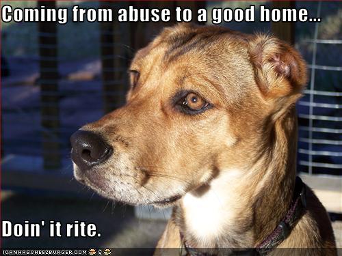 I Has A Hotdog - doin it rite - Funny Dog Pictures | Dog Memes | Puppy