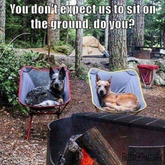 Download 14 Times Animals Joined Your Camping Trip (Hilarious ...