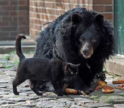 Stray Cat And An Elderly Bear Become BFF At Berlin’s Zoo - I Can Has