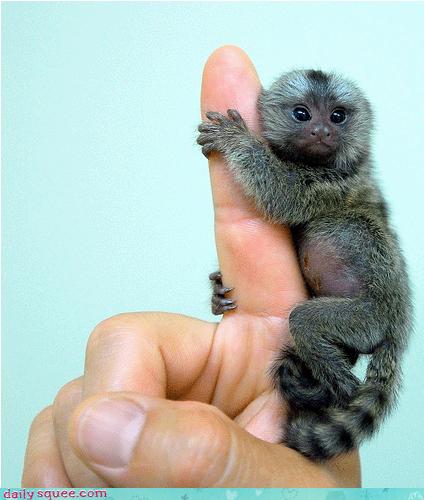 cute little baby monkeys