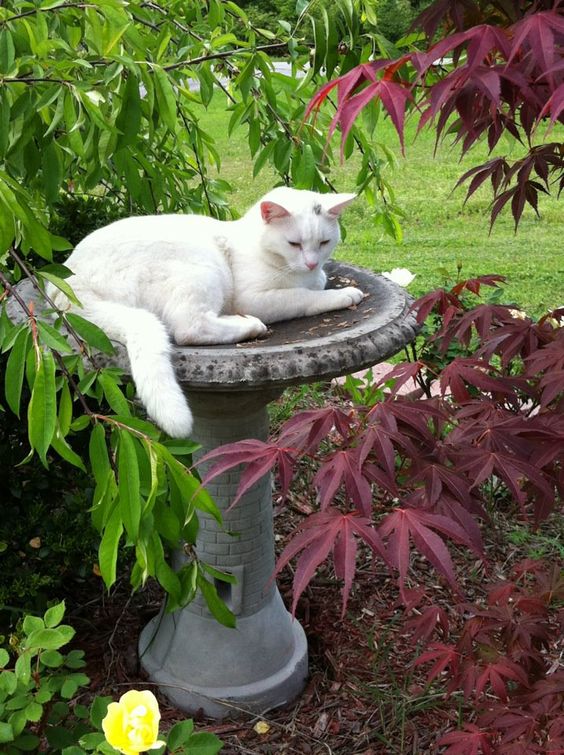 10 Times Cats Thought The Bird Baths Were Theirs - I Can Has ...