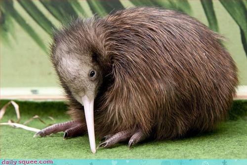 Daily Squee - Kiwi - Cute Animals In The Cutest Pictures Ever And Even 