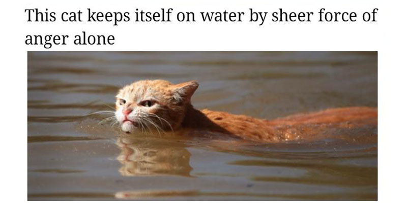 This Angry Cat Meme Is The Only Good Thing To Come Out Of Hurricane