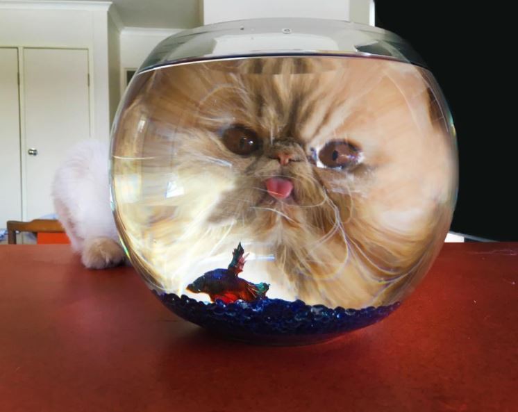A Viral Photo of a cat Staring Into a Fishbowl Inspired A Great