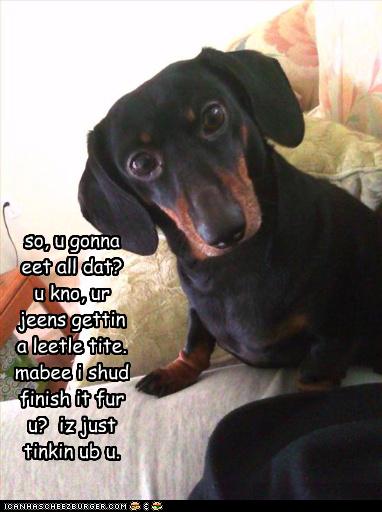 I Has A Hotdog - dachshund - Page 40 - Funny Dog Pictures | Dog Memes