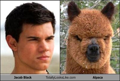 Jacob Black Totally Looks Like Alpaca - Funny Pictures - Totally Looks Like
