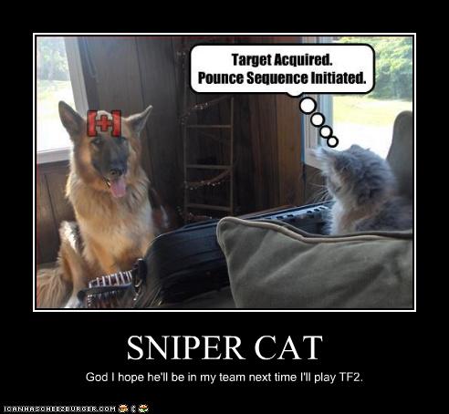 SNIPER CAT - Cheezburger - Funny Memes | Funny Pictures