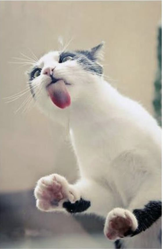 These Animals Just Love To Lick Glass I Can Has Cheezburger? Funny