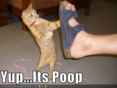 poop on a shoe