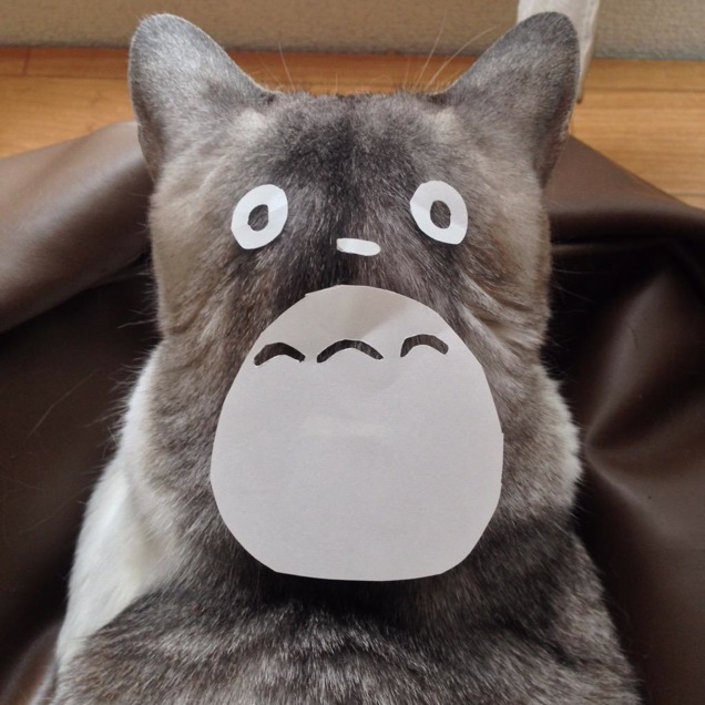 turn your cat into a stuffed animal