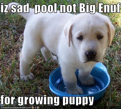 Sad | Dogs | Know Your Meme