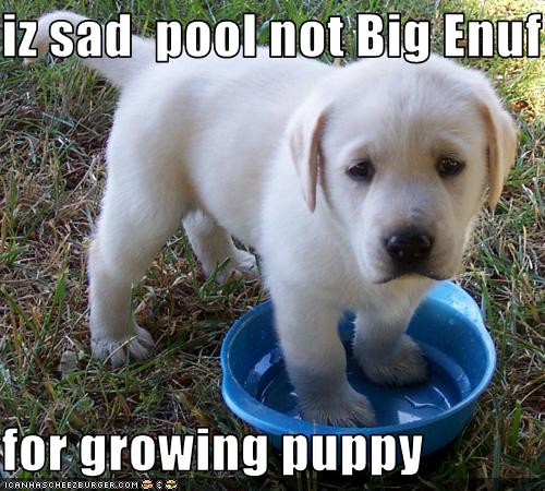 cute sad puppy meme