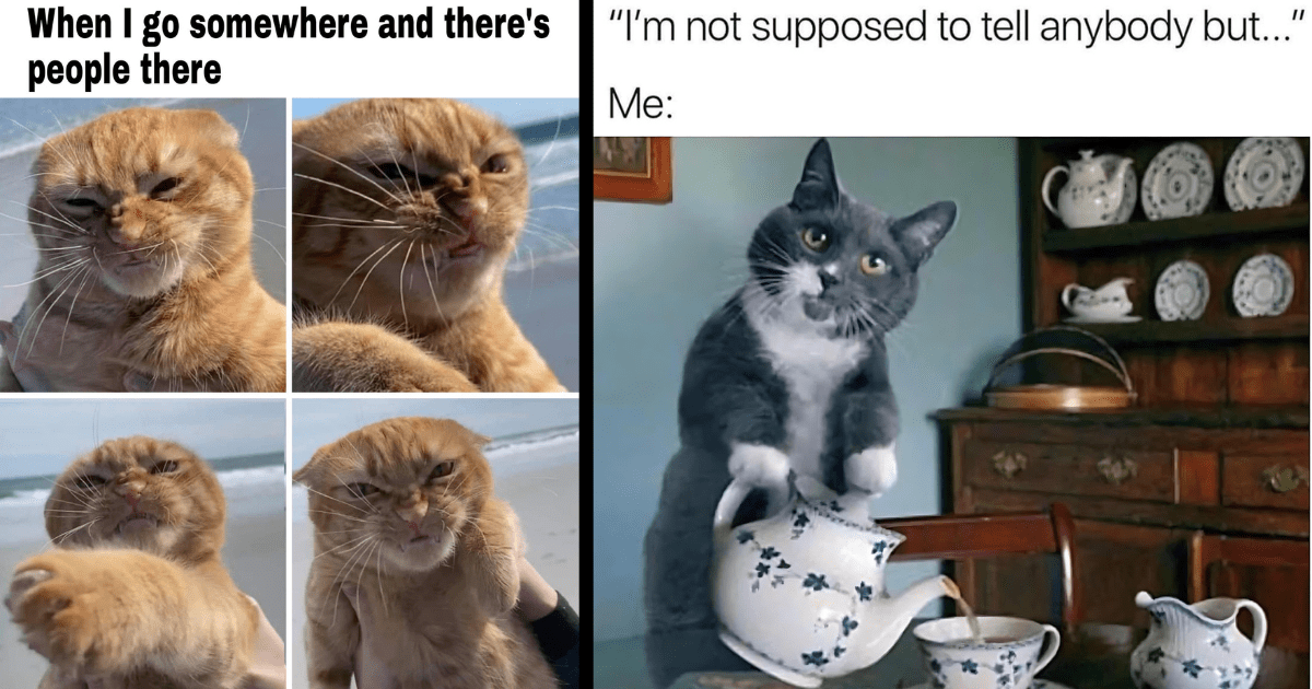 A Spicy Scratching Post Full of Fiery Feline Memes To Claw Your Way ...