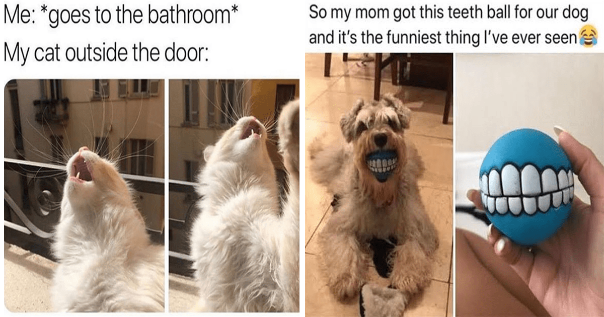 21 Uplifting Funny Memes Of Animals Being Complete And Total Derps 