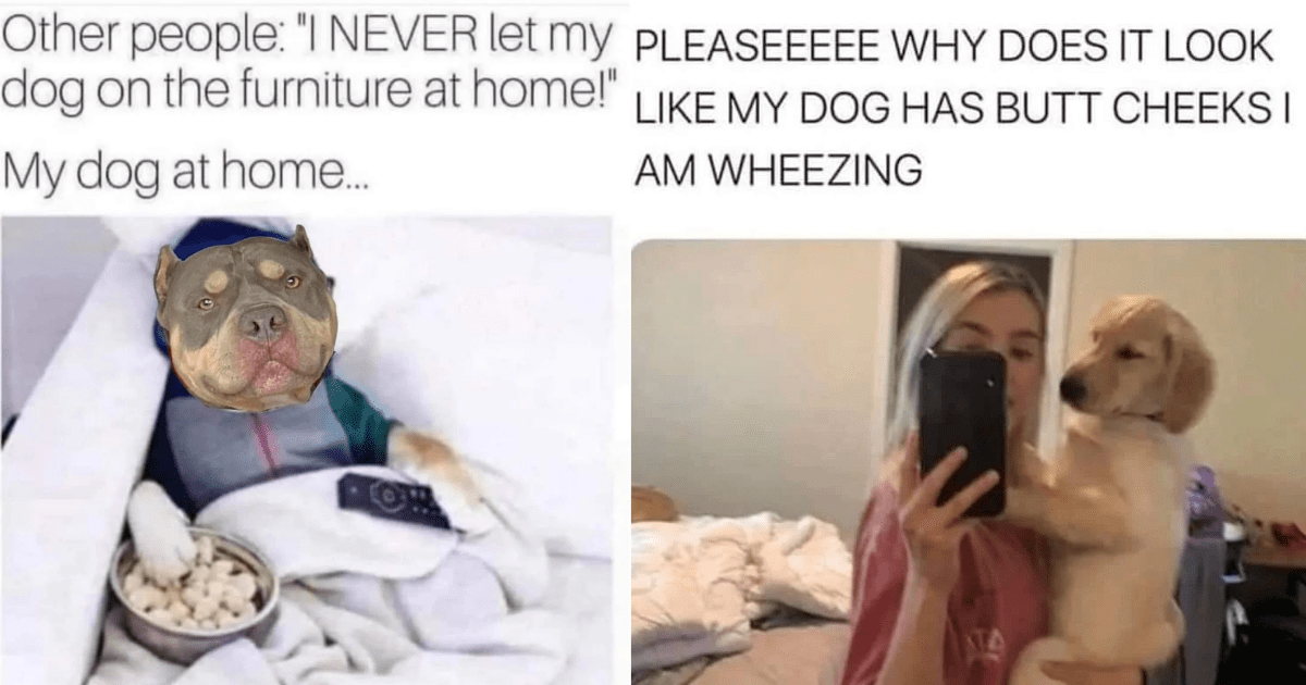 22 Howlarious Dog Memes For Canine Pawrents Missing Their Fur Baby ...