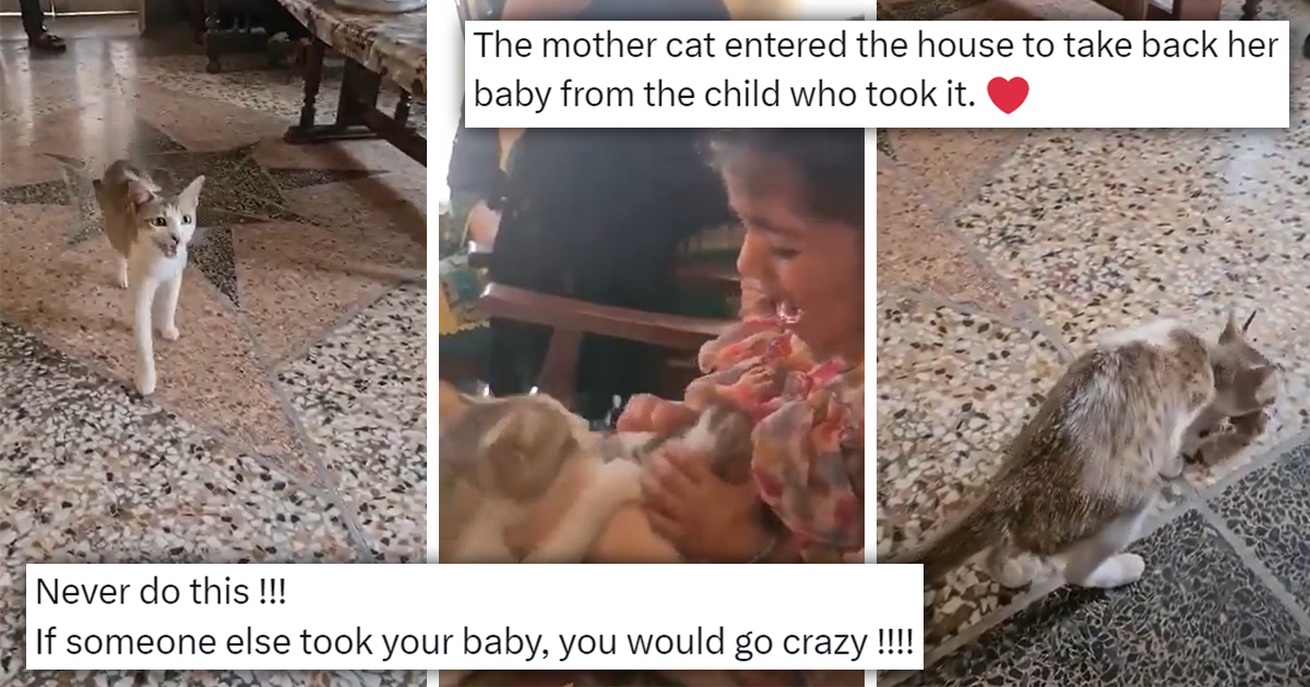 Mother Cat Ferociously Enters Someone's Home To Take Back Her Baby ...