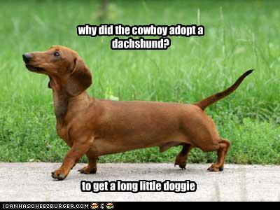 why did the cowboy adopt a dachshund? - I Has A Hotdog - Dog Pictures ...