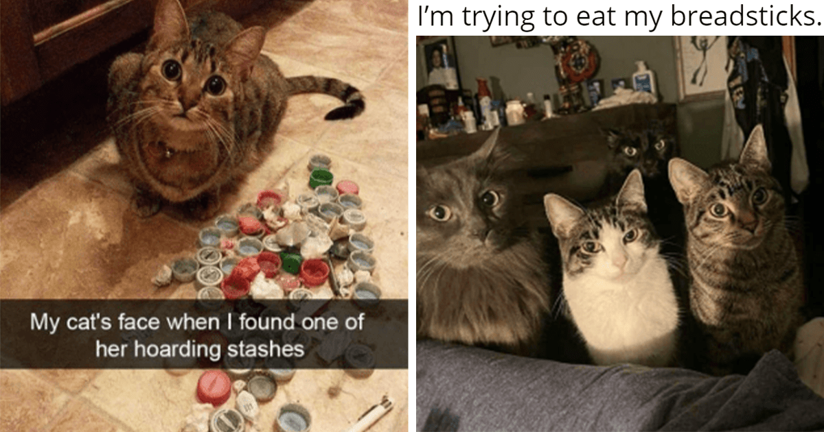 Caturday Chaos In The Form Of The Funniest Cat Memes Of The Week - I ...