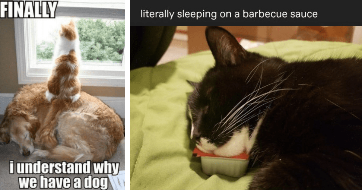 30 Memes For A Caturday Celebration Of All The Wholesome Whiskery 