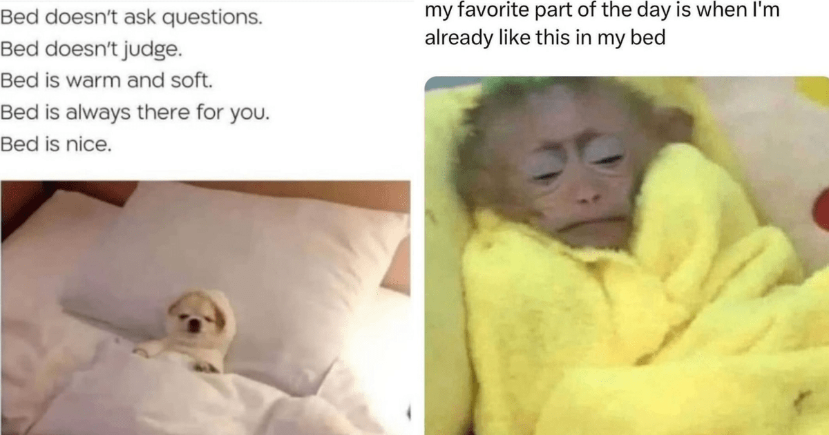 20 Introverted Mid-week Animal Memes For Homebody Hoomans Who’d Rather 