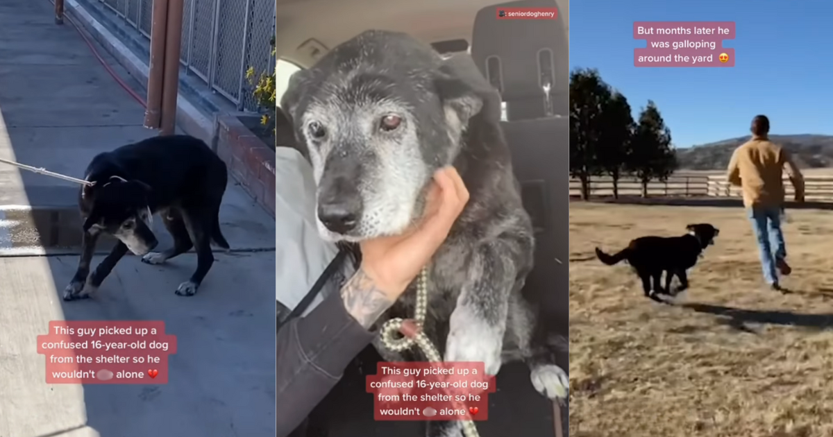 Heartwarming Dog Rescuer Adopts Senior Shelter Doggo So He Won't Be ...