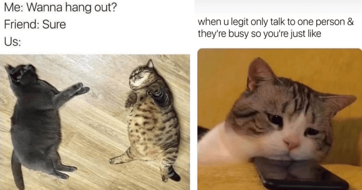 20 Clawssic Introvert Cat Memes For Homebody Hoomans Excited For A ...