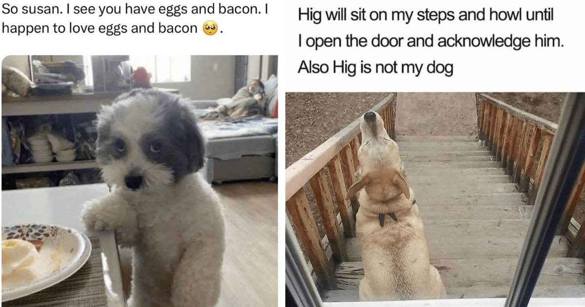 23 Cute Canine Memes Pawfect For Your Saturday Scroll In The Park ...