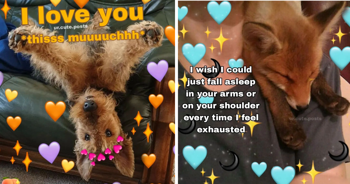 22 Awwdorable Animal Posts Pawfect To Tackle Thursday - Animal Comedy ...