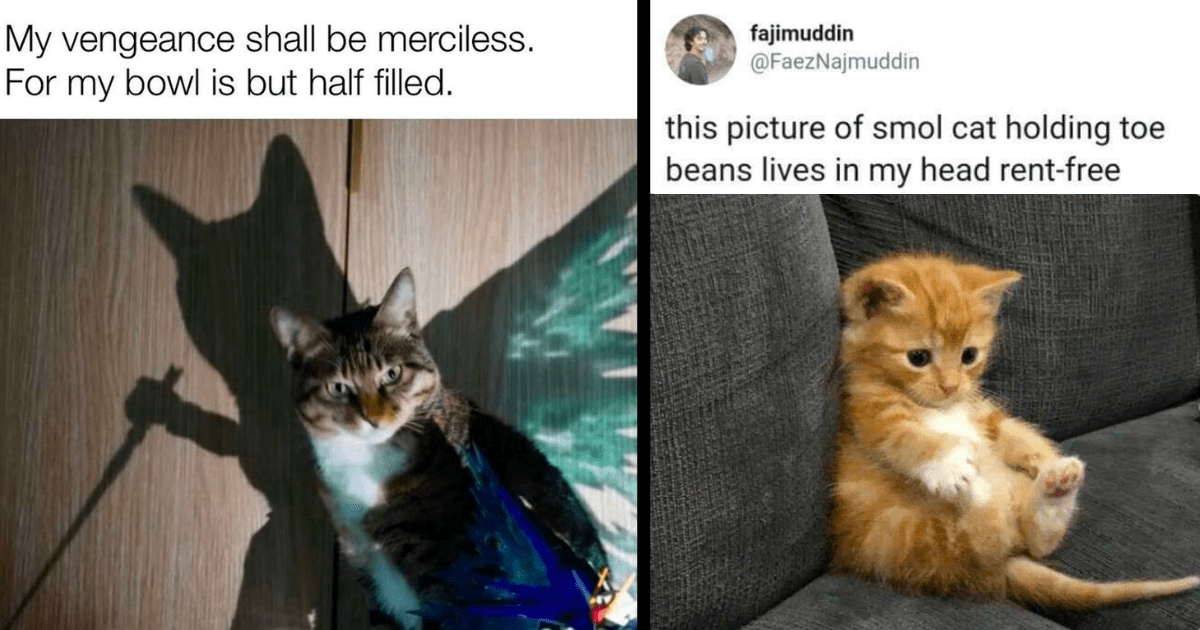 26 Caturday Memes of Feisty Feline Floofball Goofballs Firing Up Their ...