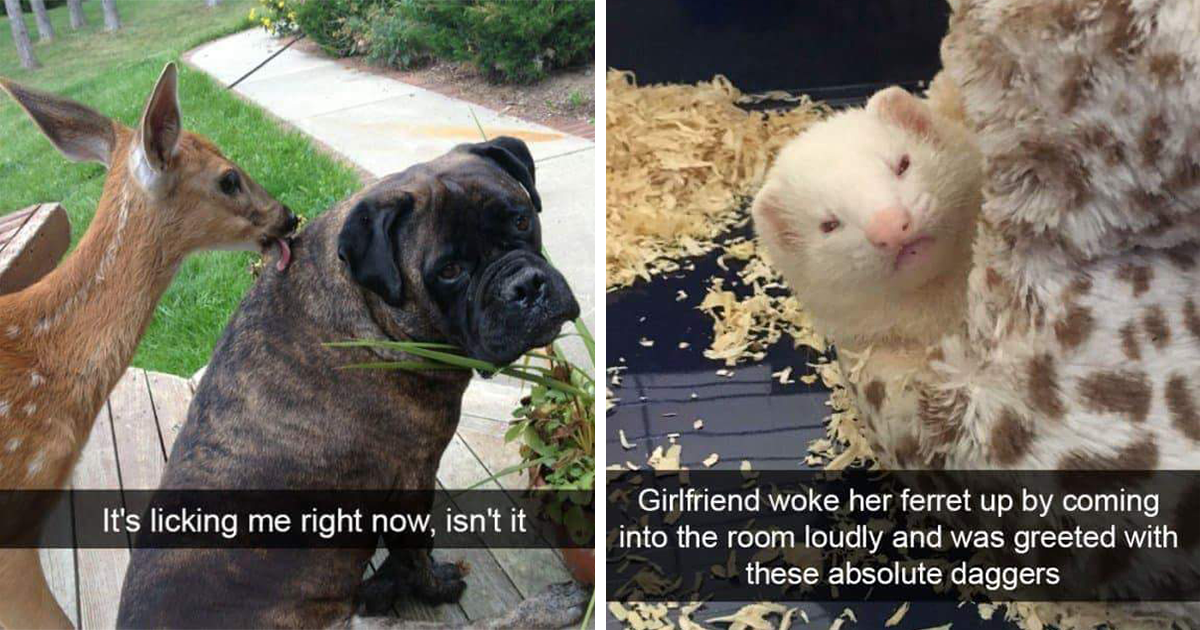 Silly Animal Memes And Snaps To Help Start Your Day Off With A Splendid ...