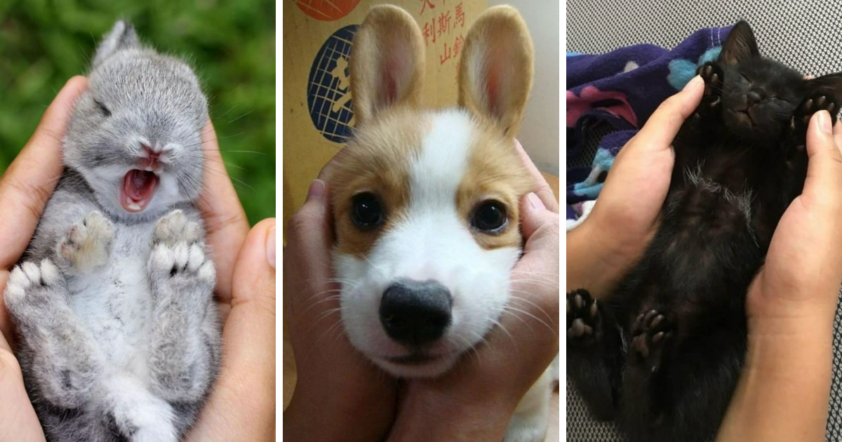 A Heartwarming Handful Of 32 Pawsitively Precious Playful Animals ...