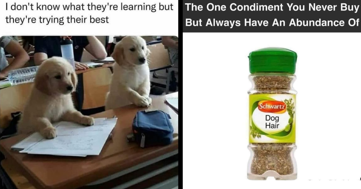 30 Dog Memes More Delicious Than A Puppy Portion of Peanut Butter ...