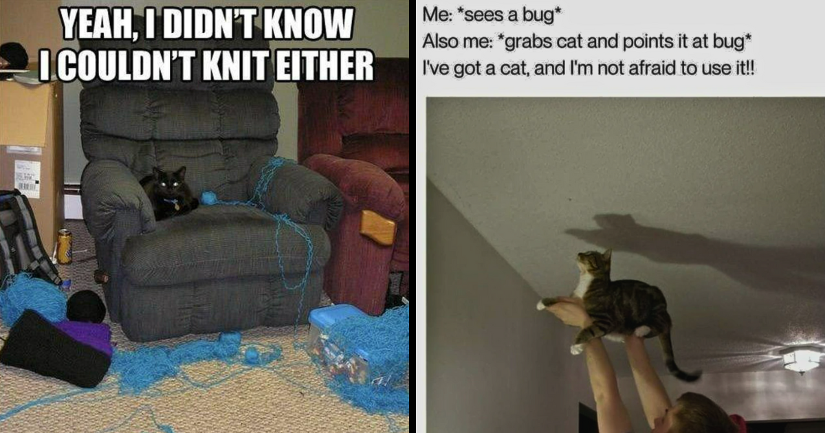 Thursday Throwdown With 24 Purrfectly Playful Cat Memes Bringing Bounds
