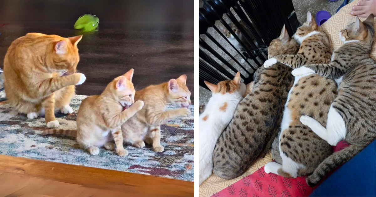 23 Funny Fuzzy Feline Family Photos of Absolutely Adorable Cute Kitty ...