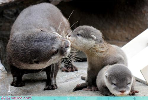 Daily Squee - Cute Animals - Cute Baby Animals - Cute Animal Pictures ...