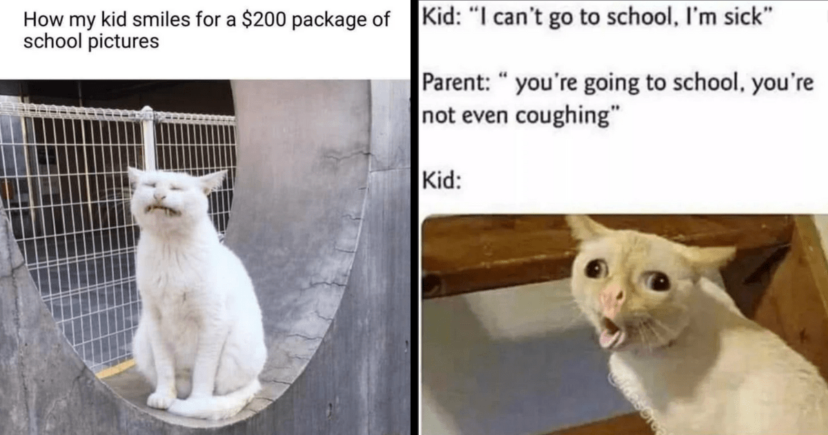 26 Purrfectly Playful Feline Fun Memes For A Day Full Of Caturday Cheer