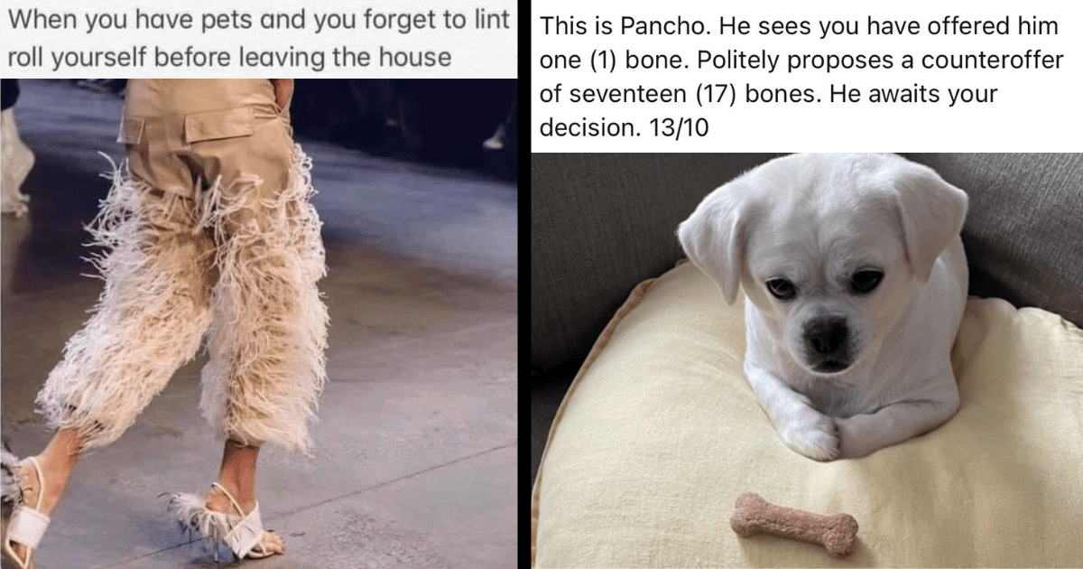 26 Pawsitive Animal Memes to Protect Your Monday Morning Mental Health ...