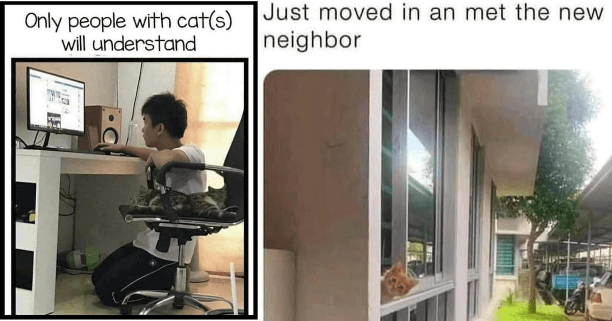 21 Feel Good Feline Funnies For Fur Baby Friday To Sweetly Close The Work Week