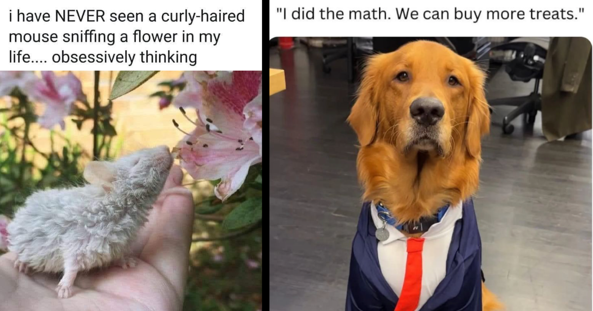 25 Whimsical Wholesome Memes For Animal Lovers in Need of Some Happy ...