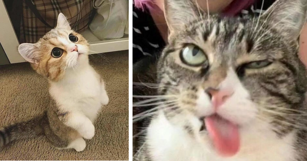 30 Cute Cat Pictures For Your Caturday Mood Booster - I Can Has ...