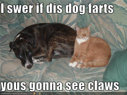 Tabby Fart