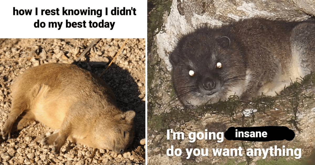 23 Rockin’ Hyrax Memes to Start Your Work Week With a Giggle - Animal ...