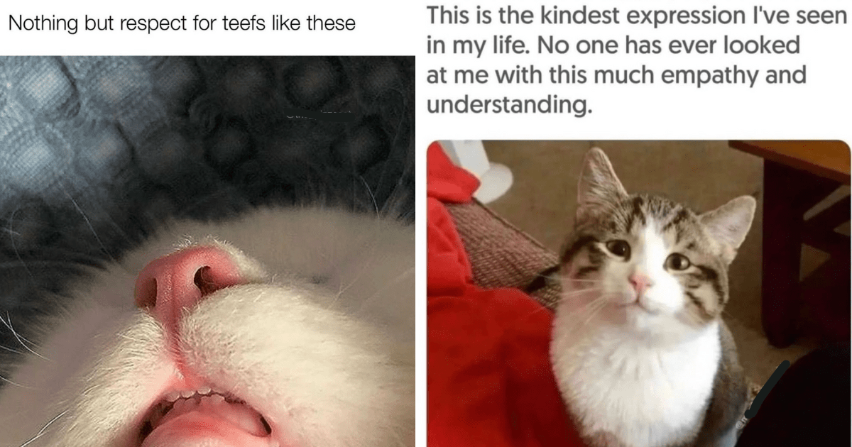 30 Emotional Support Cat Memes for a Soothing Feline Experience - I Can ...