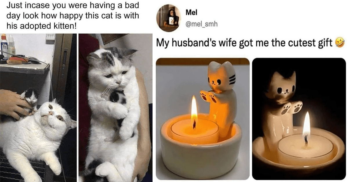 A Sweet Spoonful Of Wholesome Cat Memes To Add To Your Sunday Meowrning 