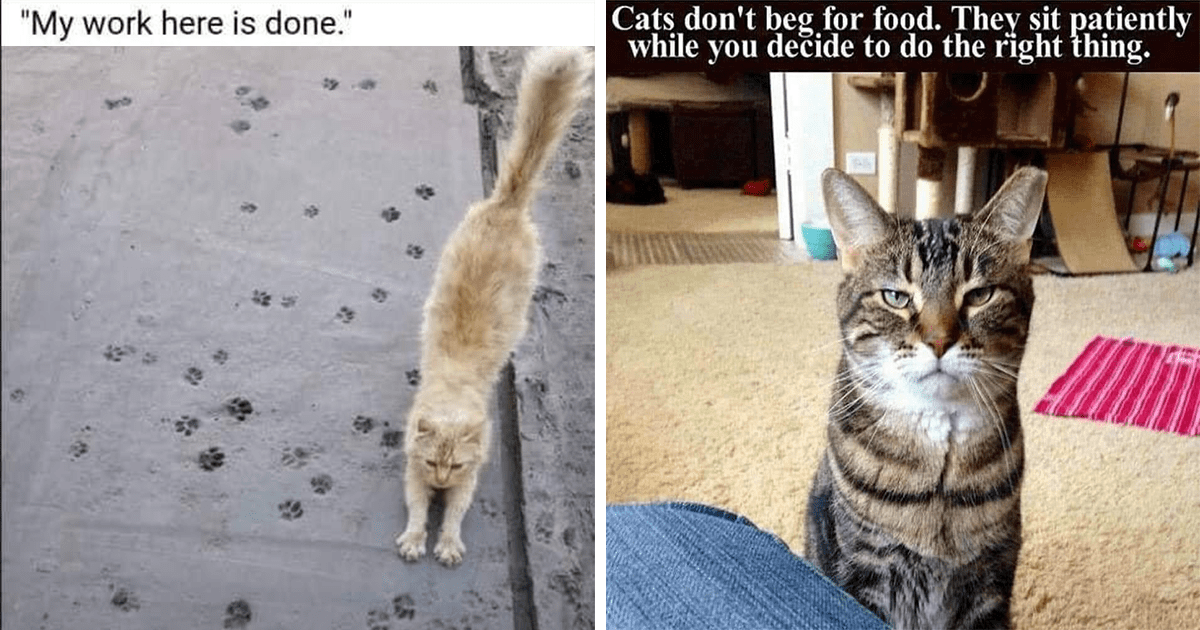 20 Funny Cat Memes To Giggle At Behind Your Coworkers' Backs Instead Of 