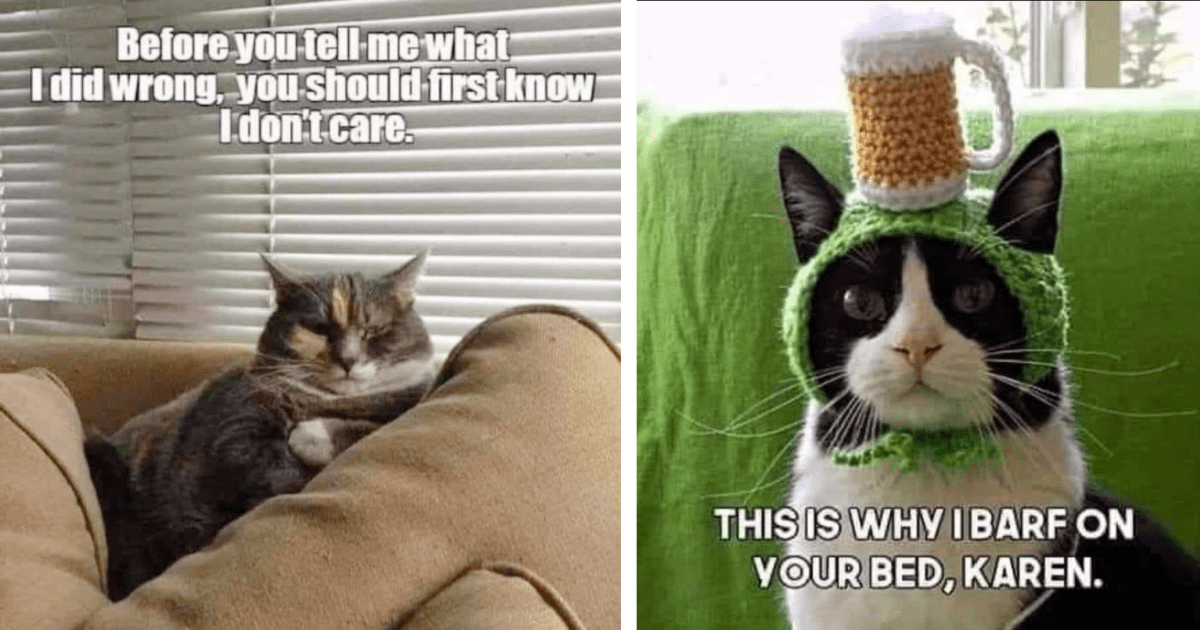 25 Clawssical Cat Memes Purrfect For Work Dodging Pawcrastinators - I ...