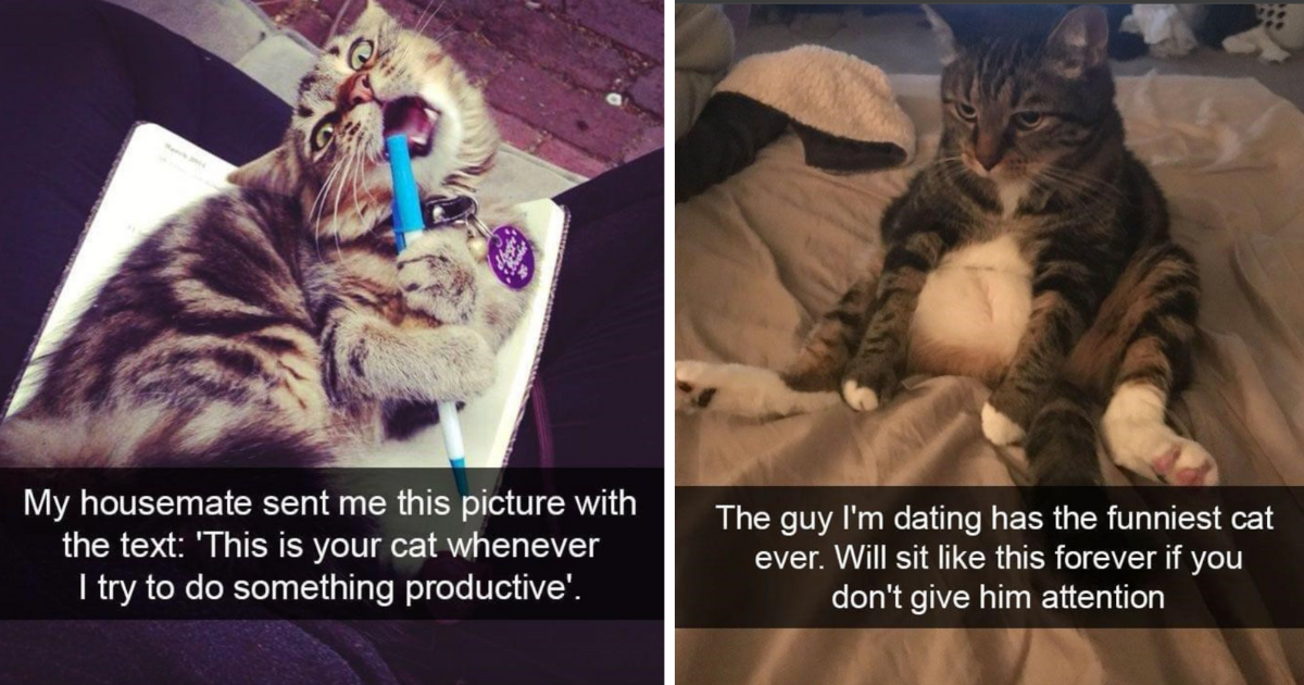 28 Wholesome Cat Memes for Hoomans to Celebrate Their Feline Blessings ...