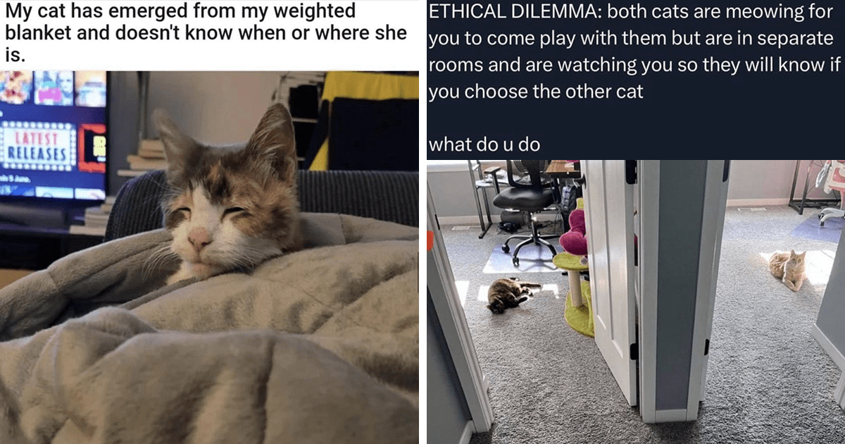 25 Simply Silly Cat Memes To Sip On Alongside Your Meowrning Coffee - I ...