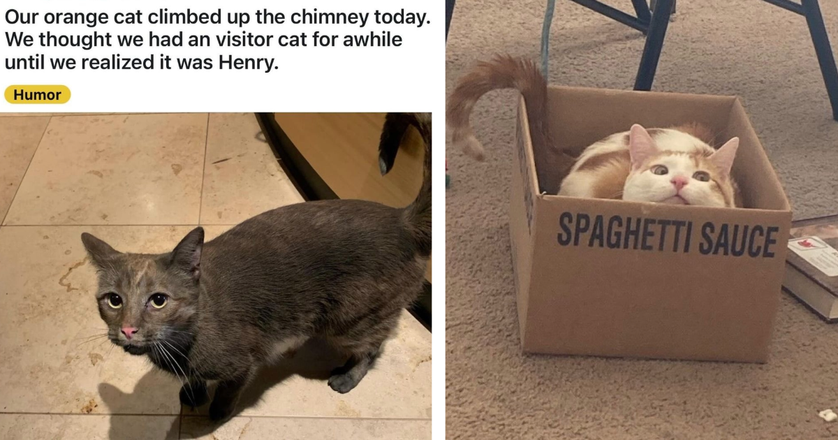 21 Feline Funnies For Indoor Cats Bouncing Off The Walls With Boredom