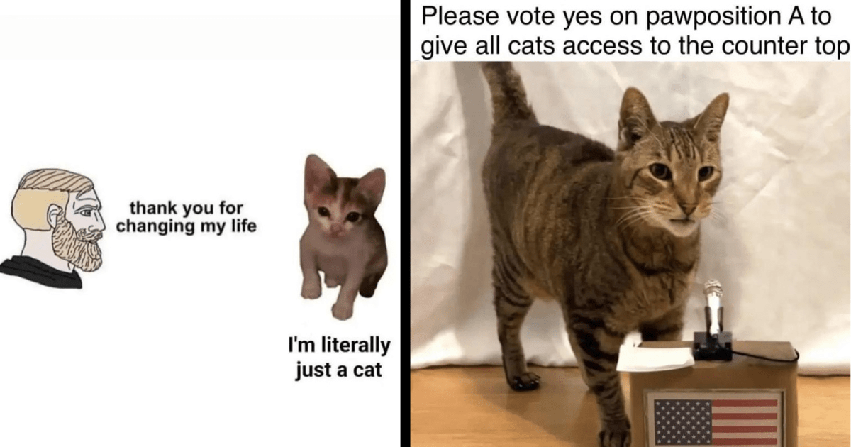 27 Memes For Fuzzy Feline Fanatics To Remember Why We Adopted These 